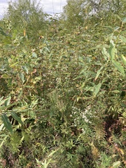 Salix eriocephala