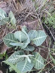Asclepias nummularia