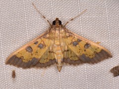 Diacme elealis