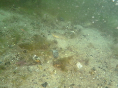 Neogobius melanostomus