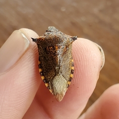 Alcaeorrhynchus grandis