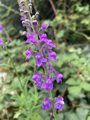 Linaria purpurea