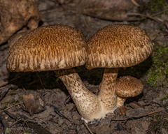 Inocybe hystrix