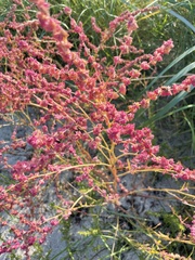 Atriplex littoralis