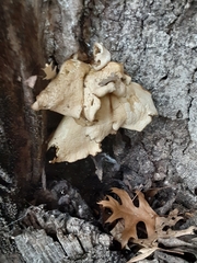 Panellus