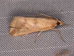 Achyra bifidalis