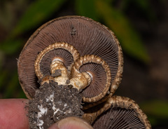Inocybe hystrix