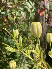 Lilium