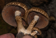 Inocybe hystrix