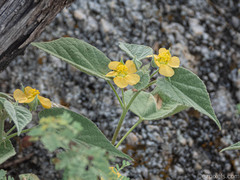 Abutilon abutiloides