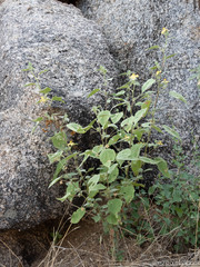 Abutilon abutiloides