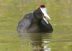 Fulica cristata
