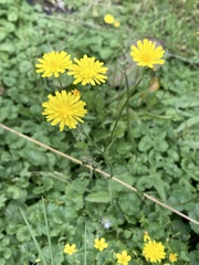 Crepis