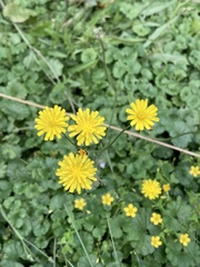 Crepis