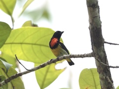 Scarlet-Breasted Flowerpecker photo 4
