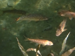 Barbus peloponnesius