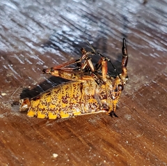 Alcaeorrhynchus grandis