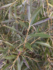 Salix × fragilis
