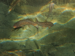 Barbus peloponnesius