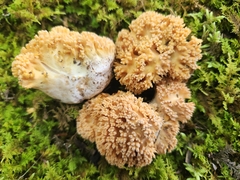 Ramaria calvodistalis