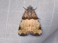 Cobubatha dividua