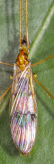Tipuloidea