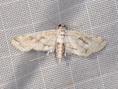 Parapoynx diminutalis