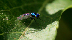 Condylostylus mundus