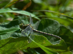 Ophiogomphus cecilia