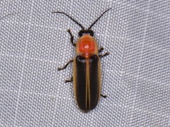Photinus