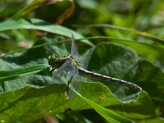 Ophiogomphus cecilia