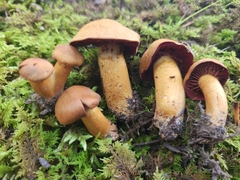 Cortinarius phoeniceus