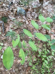 Uvularia sessilifolia