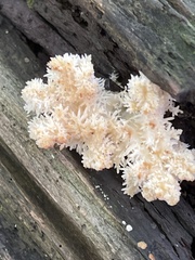 Hericium