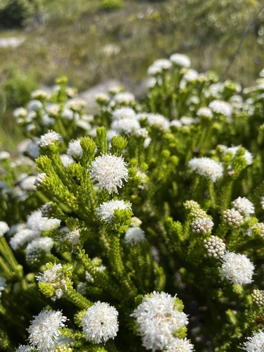 Agathosma collina, photograph 4