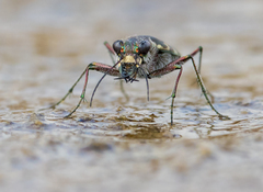 Cicindelinae