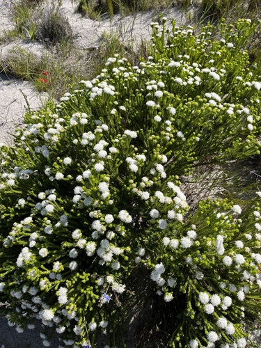 Agathosma collina, photograph 6