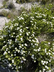 Agathosma collina, photograph (c) Charleen Brunke, some rights reserved (CC BY)