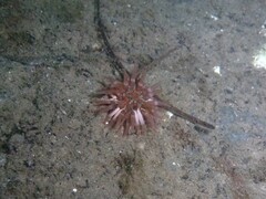 Urticina felina
