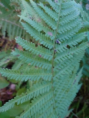 Dryopteris