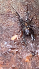 Steatoda grossa