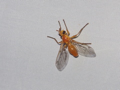 Pyrgotidae