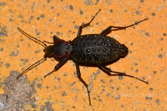 Carabus ignimitella