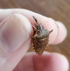 Alcaeorrhynchus grandis