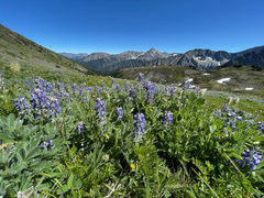 Lupinus arcticus