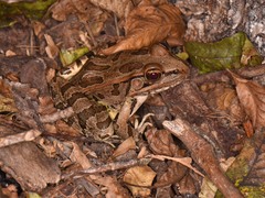 Lithobates berlandieri