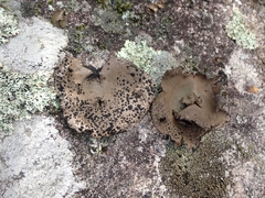 Umbilicaria muhlenbergii