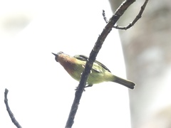 Chalcoparia singalensis