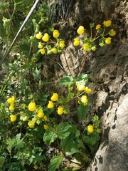 Calceolaria corymbosa