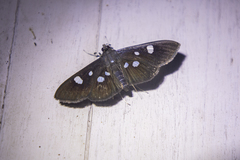 Rhagoba octomaculalis